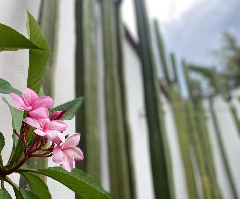 Casa Mayo B&B Oaxaca Zewnętrze zdjęcie